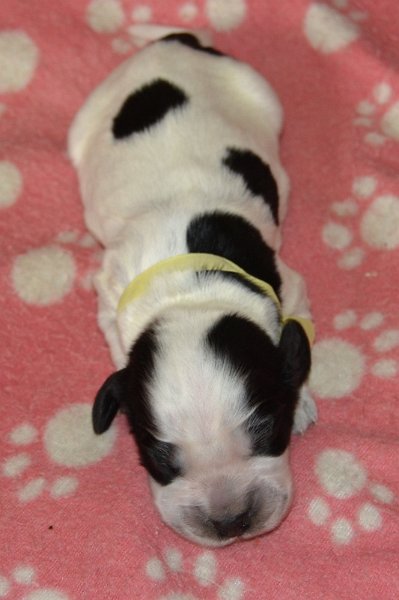 8-fenka, žlutá st..JPG